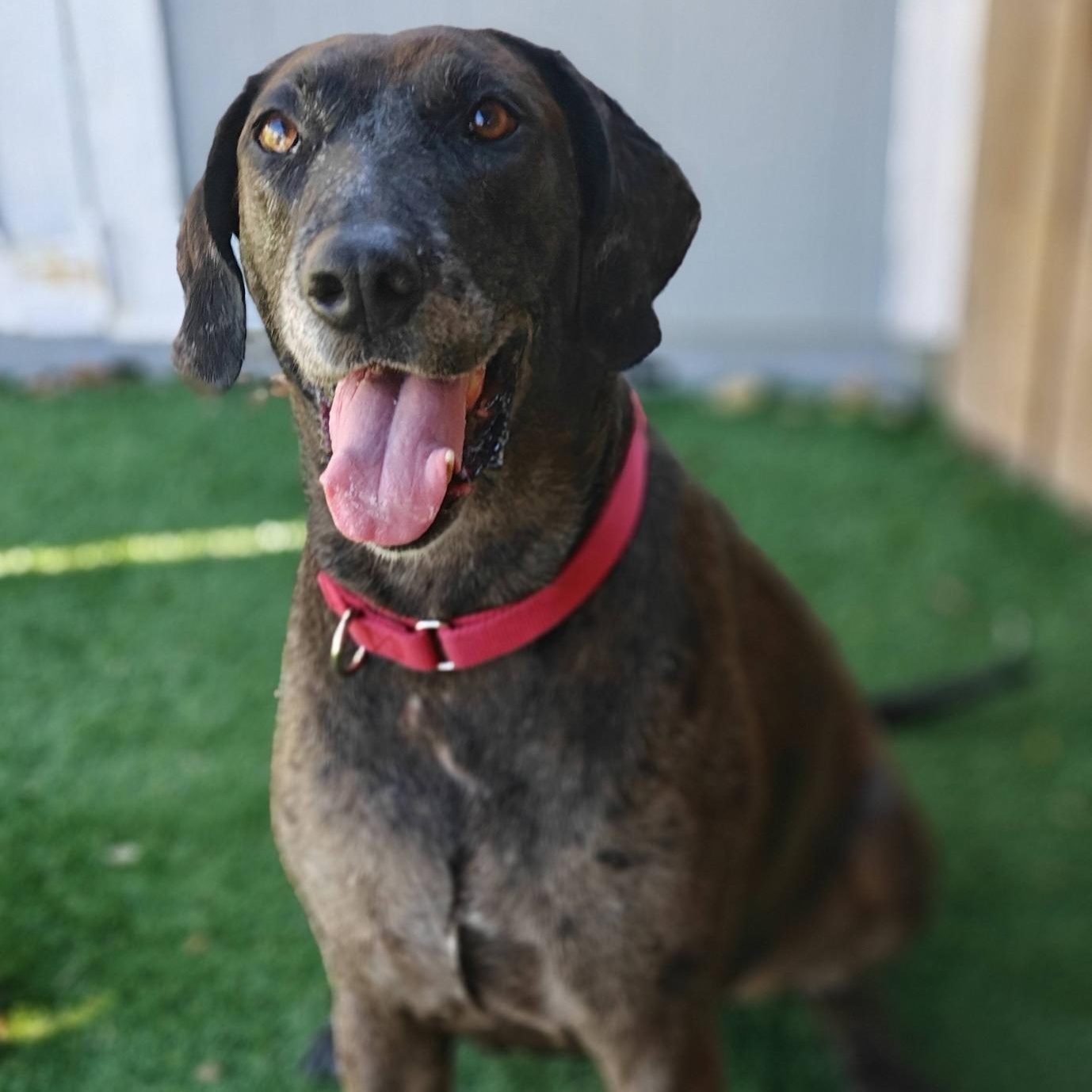 Dollie, a ADOPTABLE mixed breed in Palm Harbor, FL image 2/4