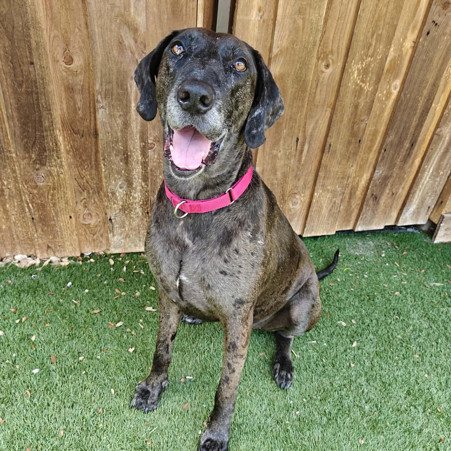 Dollie, ADOPTABLE, Adult Female Plott Hound & Great Dane.