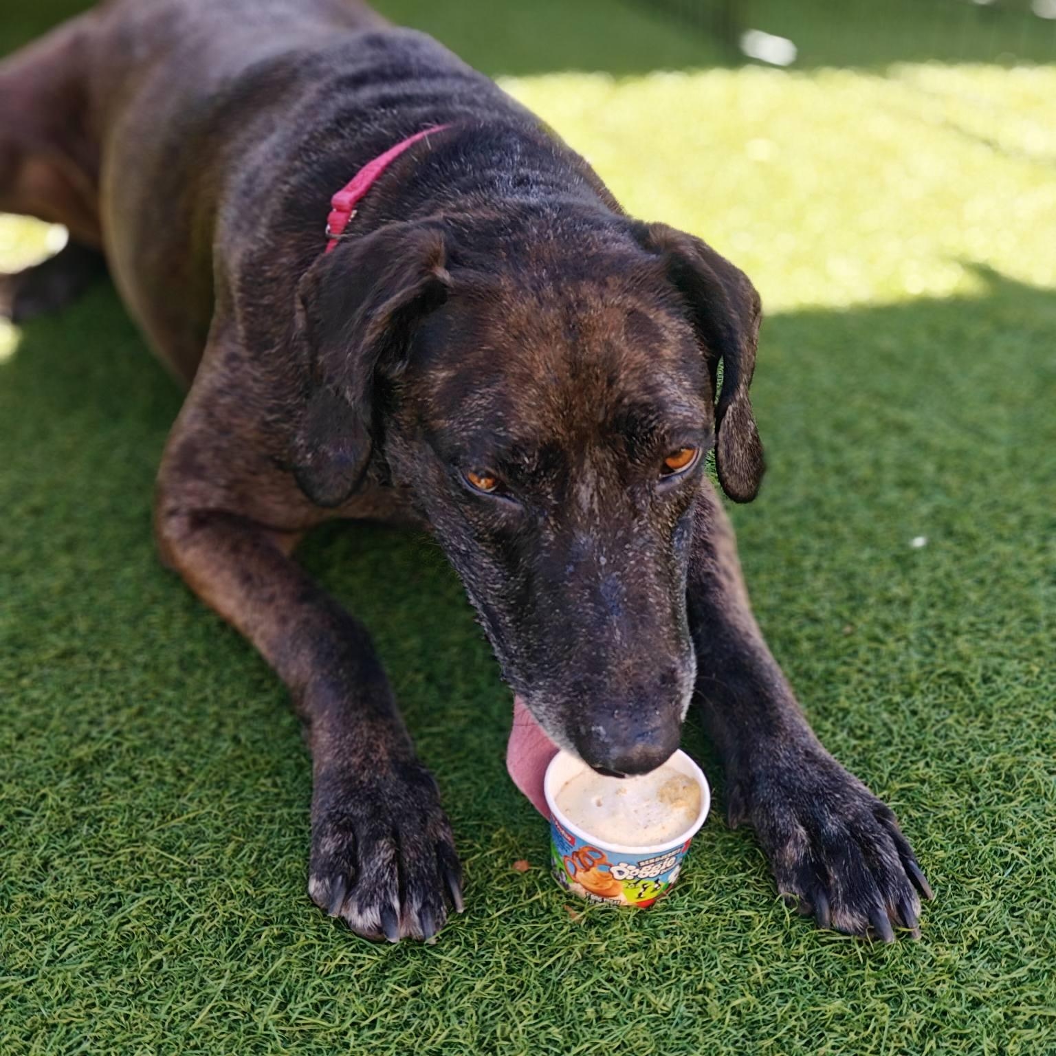 Dollie, a ADOPTABLE mixed breed in Palm Harbor, FL image 4/4