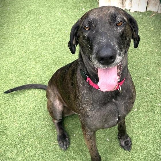 Dollie, ADOPTABLE, Adult Female Plott Hound & Great Dane.