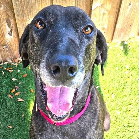 Enlarge Dollie, a ADOPTABLE mixed breed in Palm Harbor, FL image 2/2