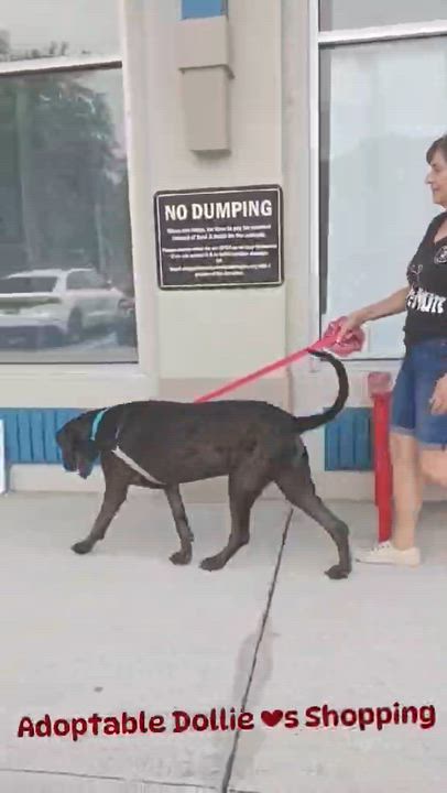 Enlarge Dollie, a ADOPTABLE mixed breed in Palm Harbor, FL video 2/5