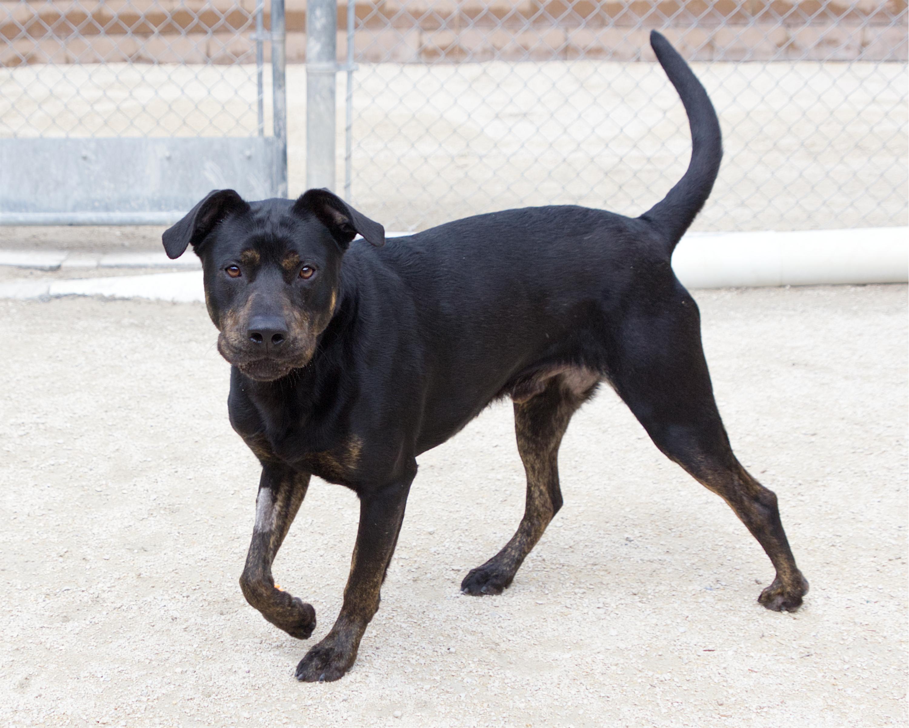 Philip, an adoptable mixed breed in Winnipeg, MB image 2/5