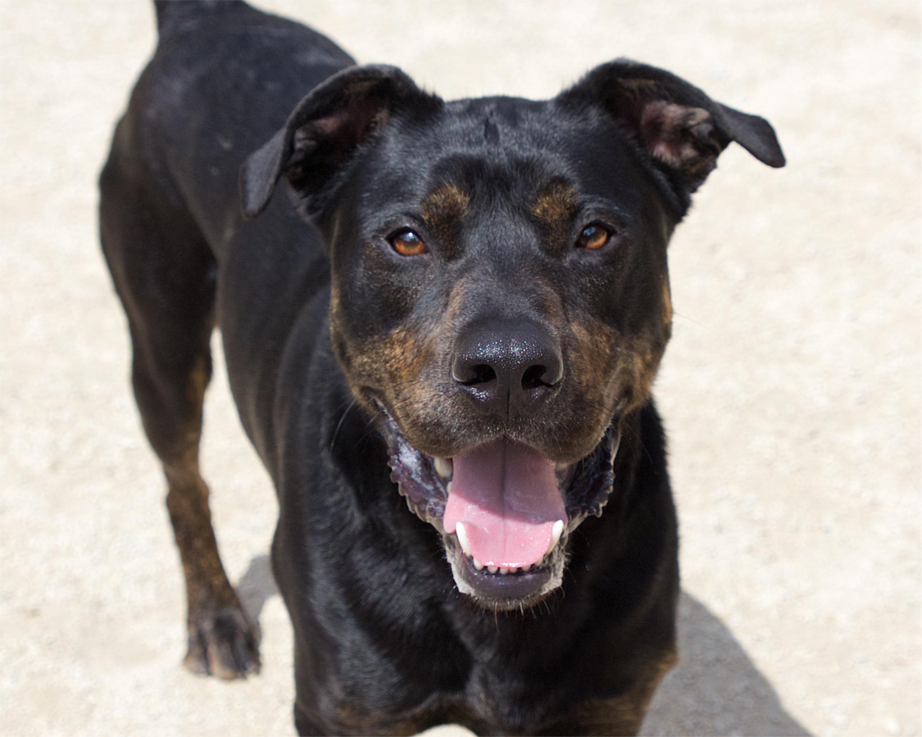 Philip, an adoptable mixed breed in Winnipeg, MB image 1/5