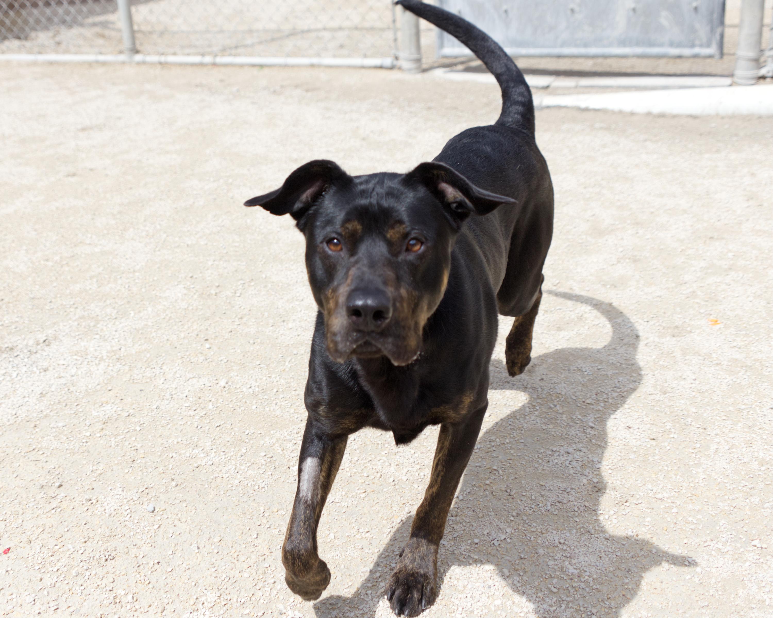 Philip, an adoptable mixed breed in Winnipeg, MB image 3/5