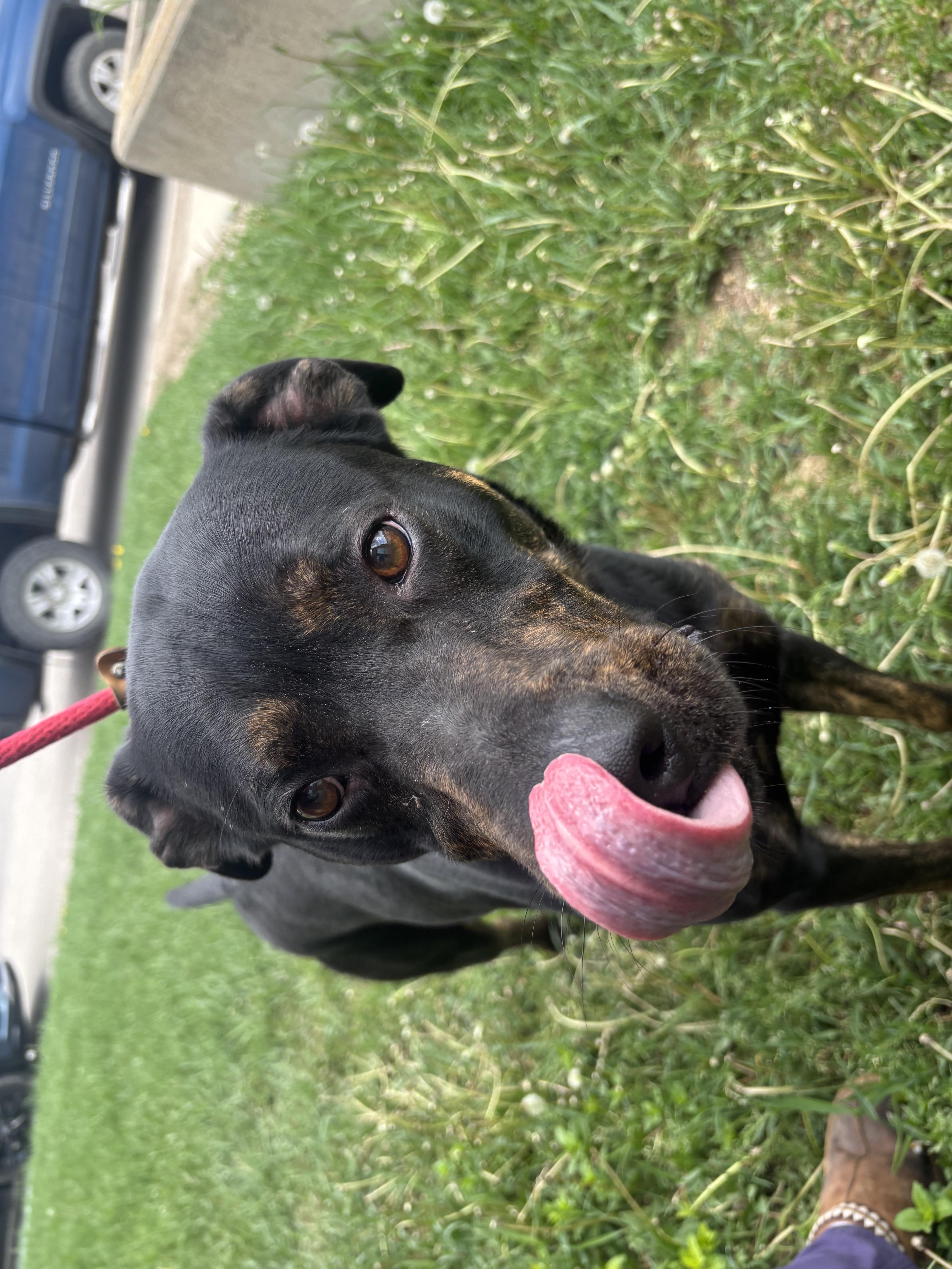 Philip, an adoptable mixed breed in Winnipeg, MB image 5/5
