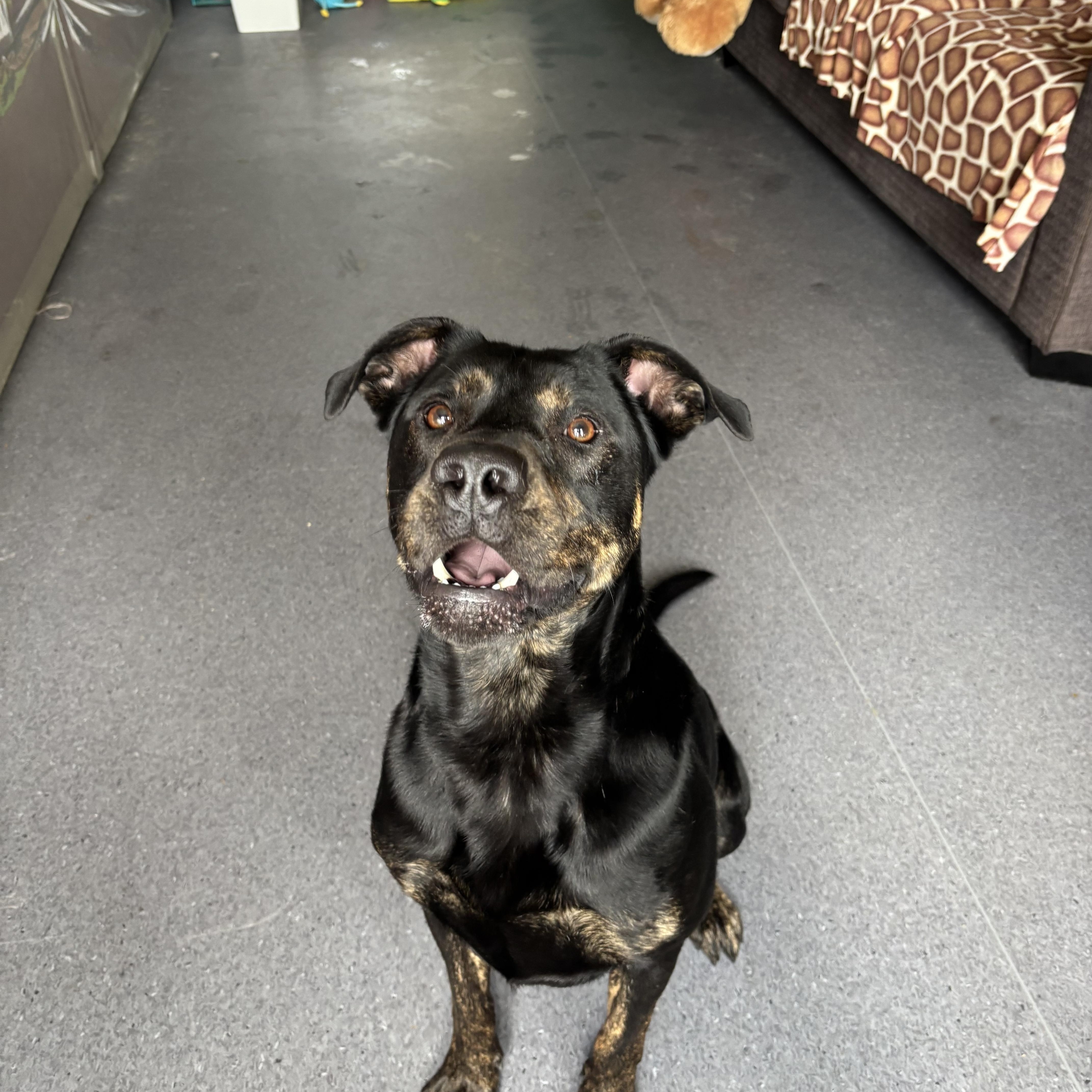 Philip, an adoptable mixed breed in Winnipeg, MB image 4/5