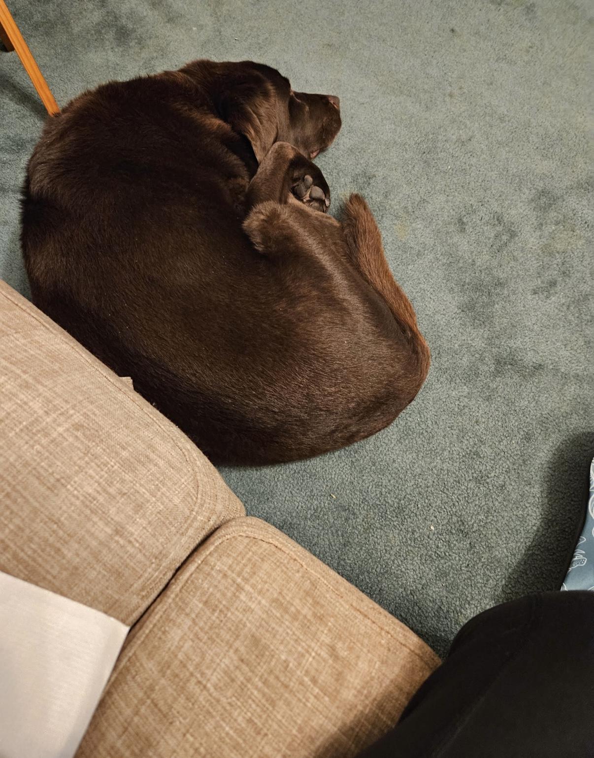 Enlarge Stella, a ADOPTABLE Chocolate Labrador Retriever in Holland, MI image 2/3