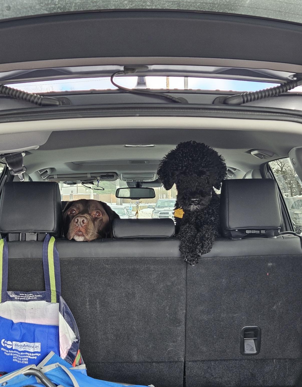 Enlarge Stella, a ADOPTABLE Chocolate Labrador Retriever in Holland, MI image 3/3