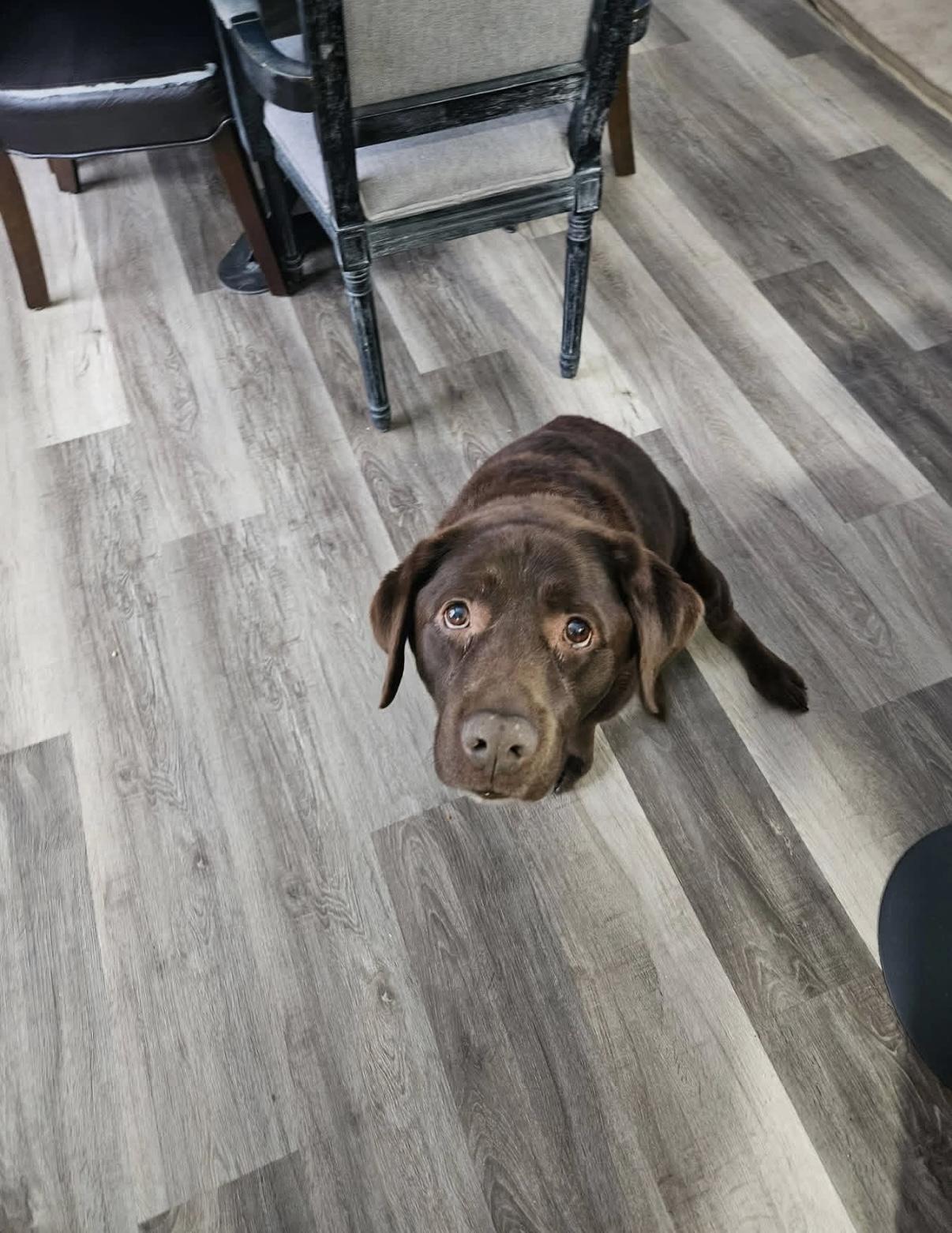 Stella, ADOPTABLE, Senior Female Chocolate Labrador Retriever.