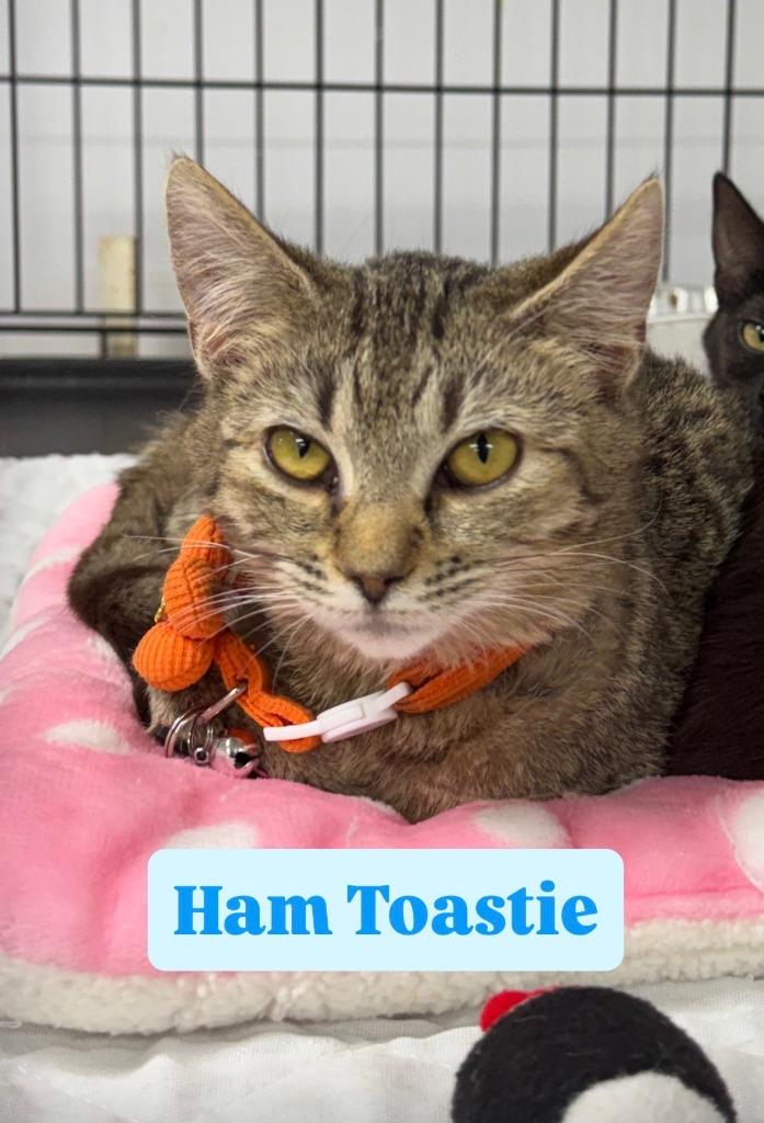 Enlarge Ham Toastie, a Adoptable mixed breed in Rome, GA image 1/1
