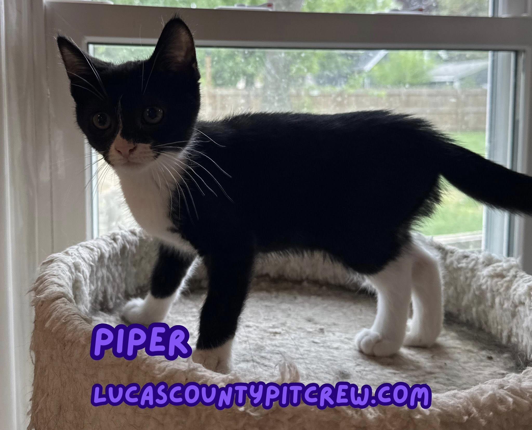 Piper, Baby Female American Shorthair