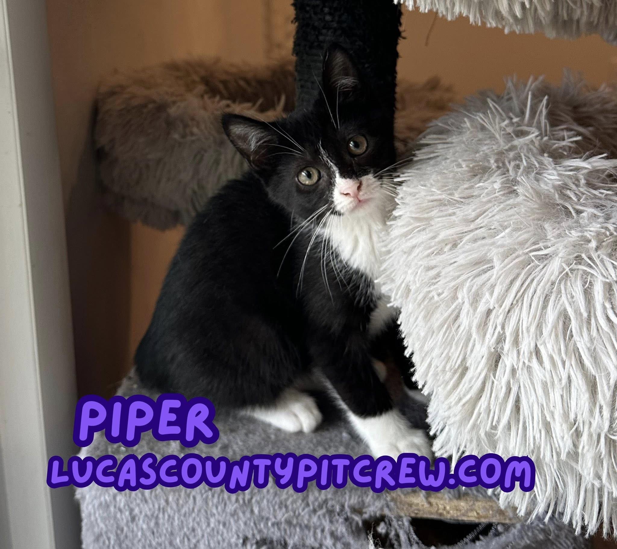 Piper photo 2