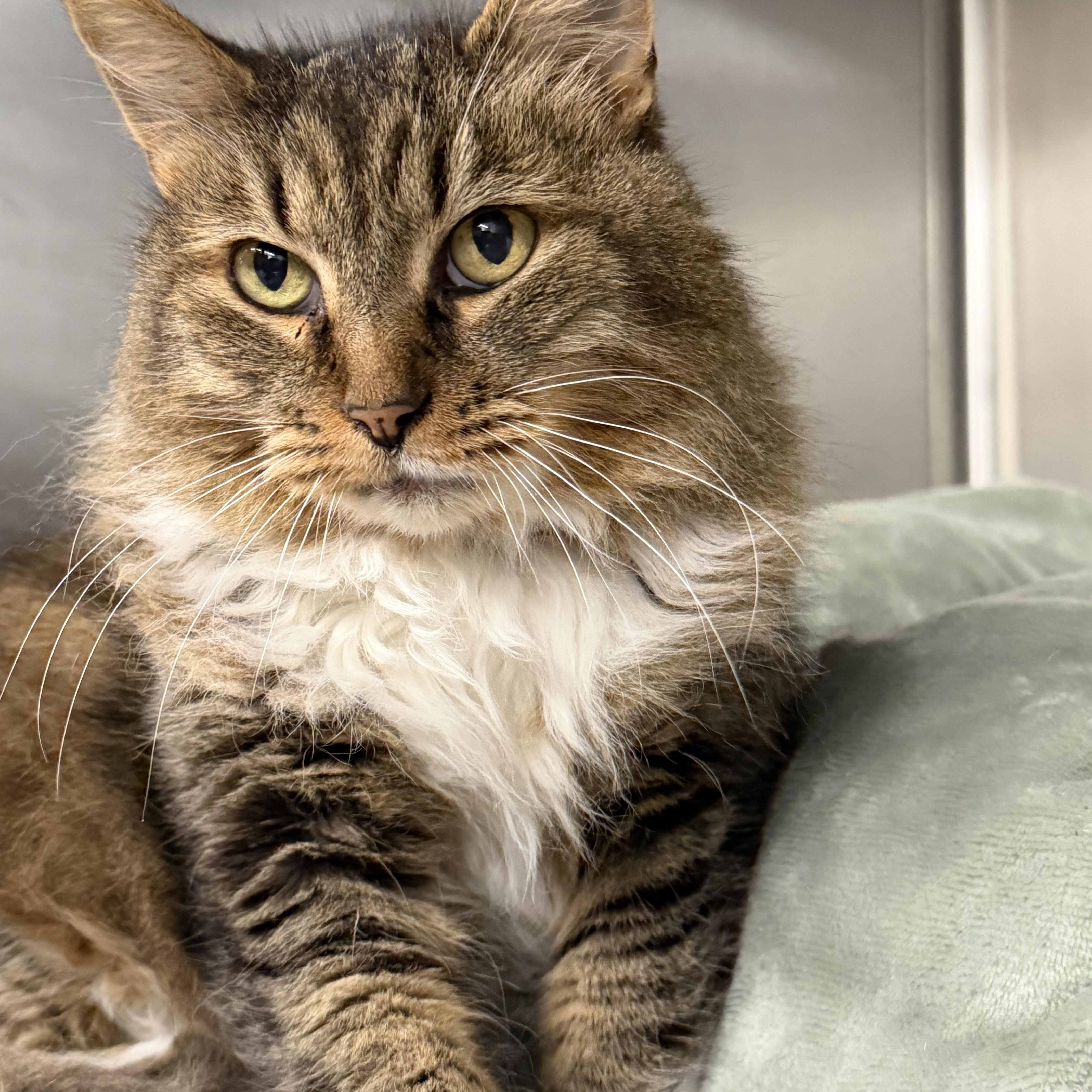 Piglet, an adopted mixed breed in Mount Pleasant, MI image 1/2