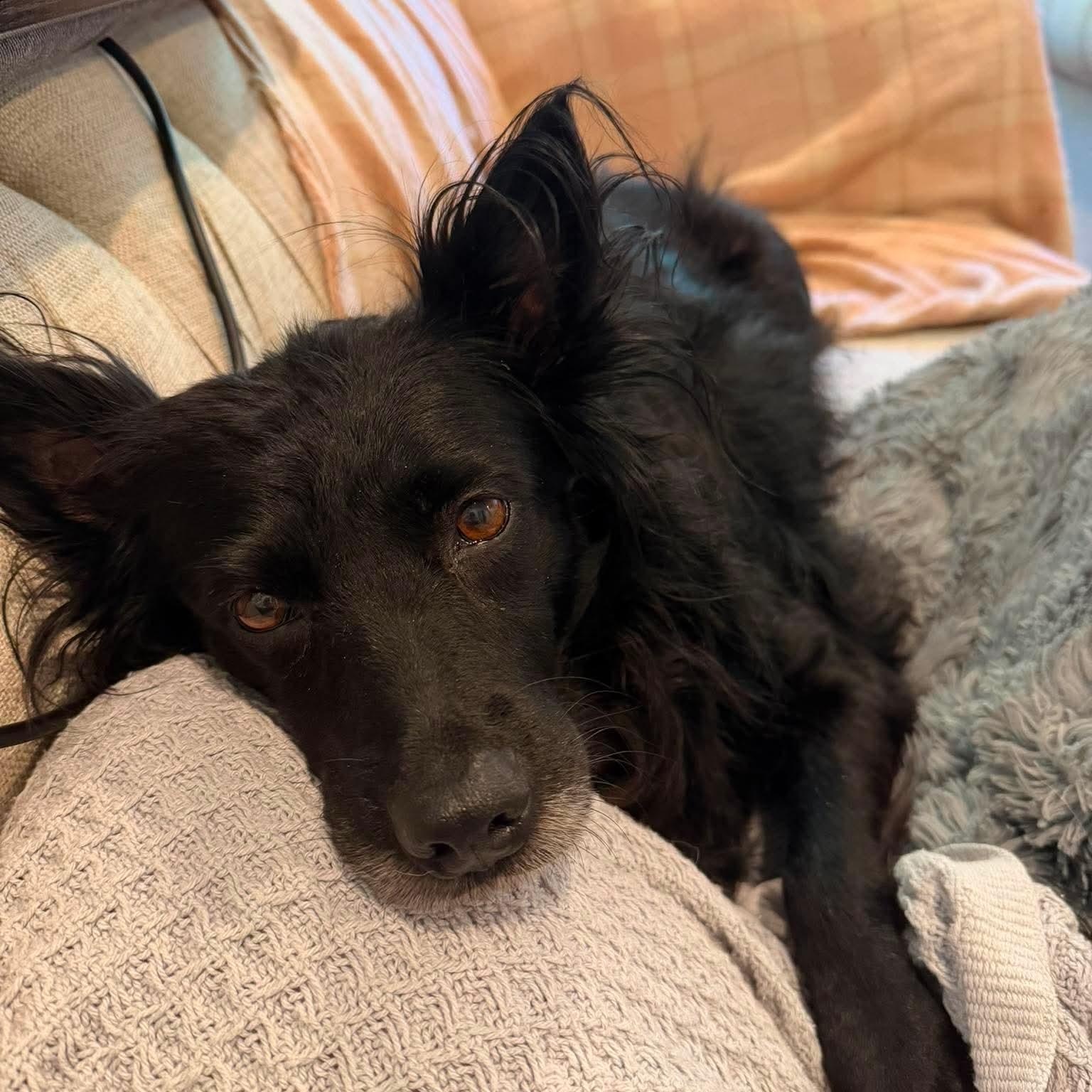 Enlarge Melody, a ADOPTABLE mixed breed in Kennebunk , ME image 2/6