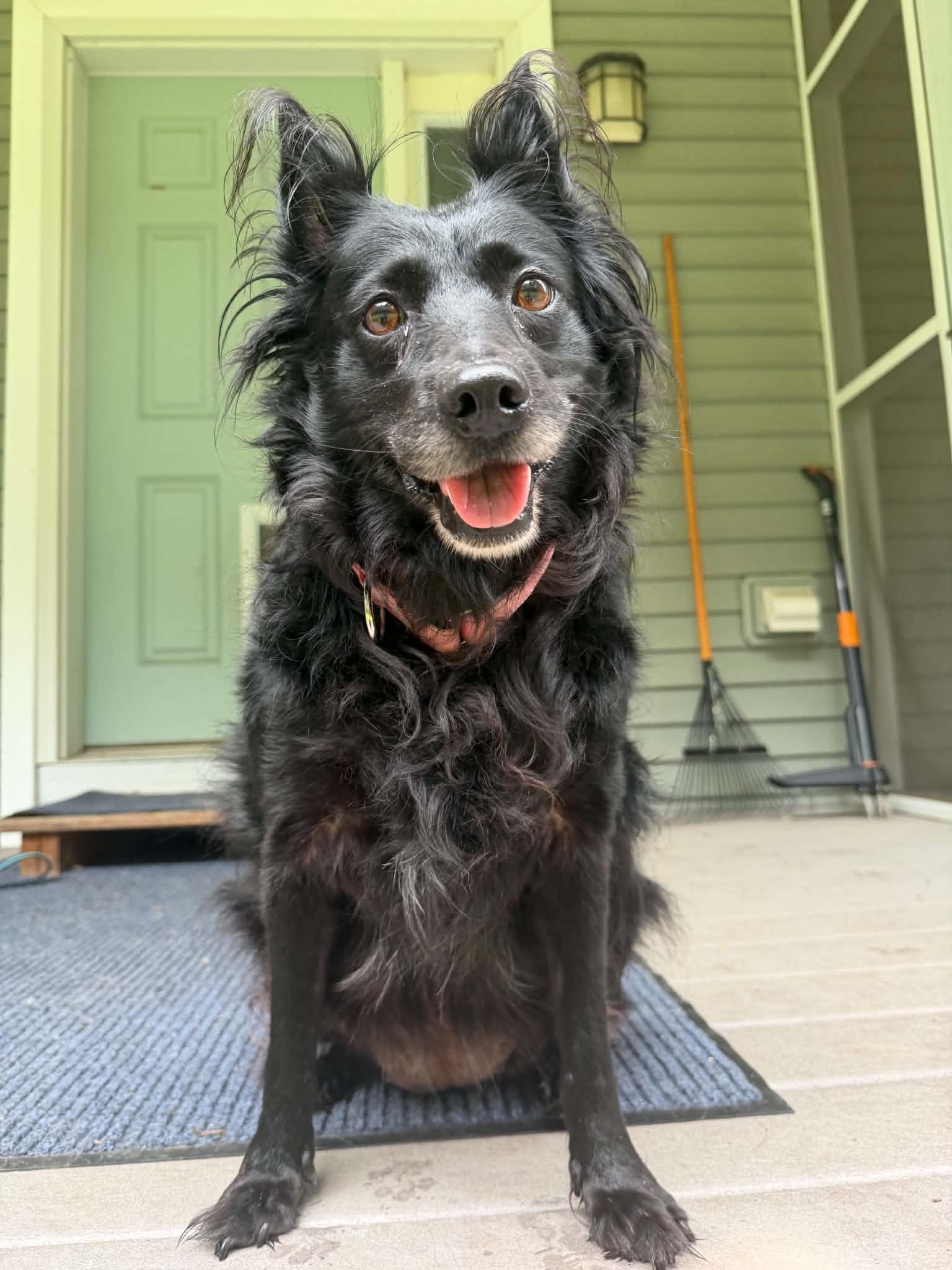 Melody, ADOPTABLE, Senior Female Border Collie.