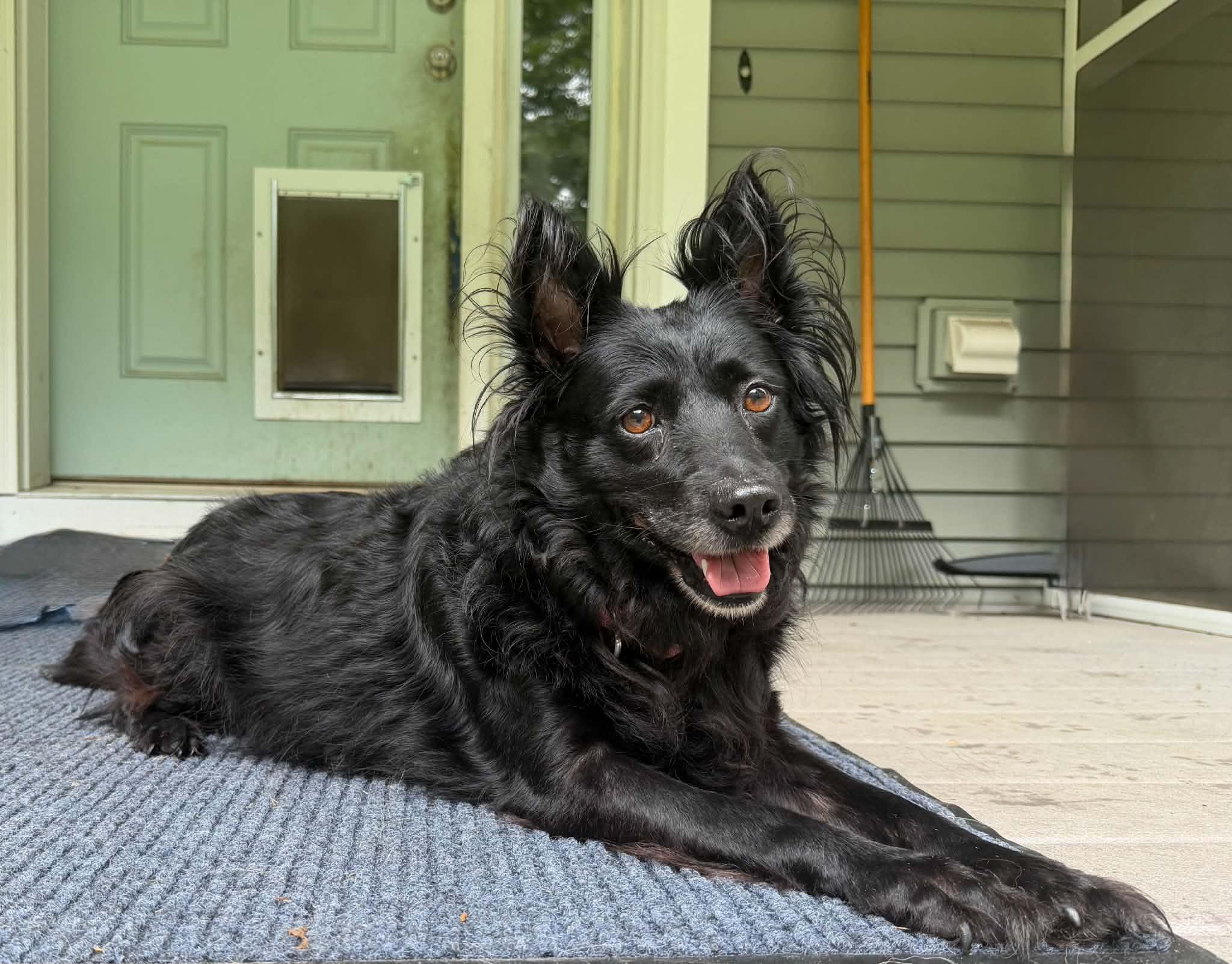 Enlarge Melody, a ADOPTABLE mixed breed in Kennebunk , ME image 6/6