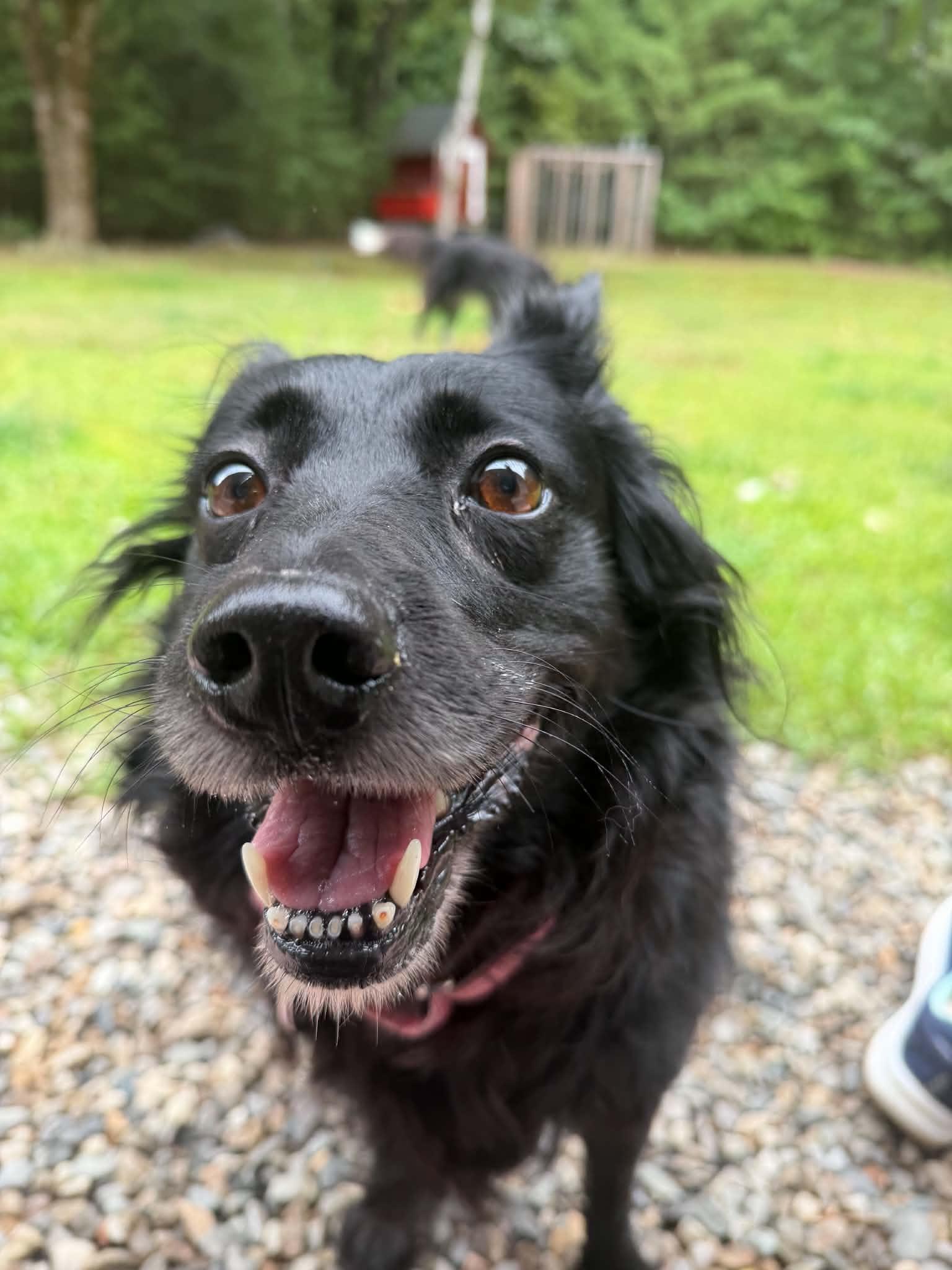 Enlarge Melody, a ADOPTABLE mixed breed in Kennebunk , ME image 5/6
