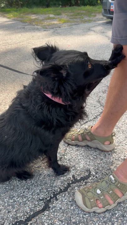 Enlarge Melody, a ADOPTABLE mixed breed in Kennebunk , ME video 4/6