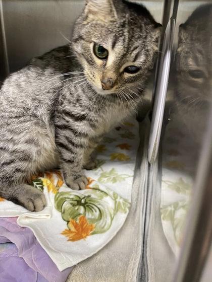 Enlarge Catherine, a Adoptable mixed breed in Hobart, IN image 1/3