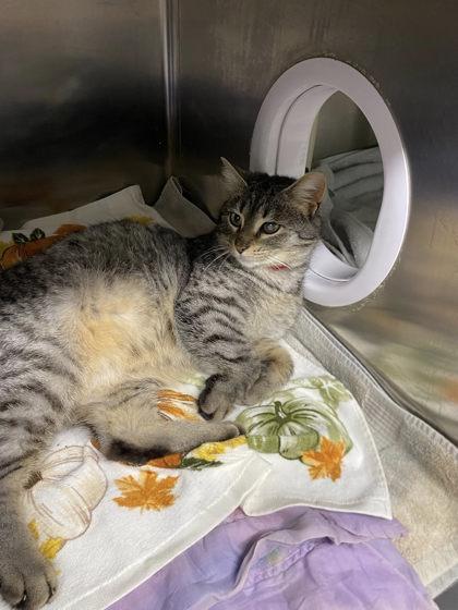 Enlarge Catherine, a Adoptable mixed breed in Hobart, IN image 2/3