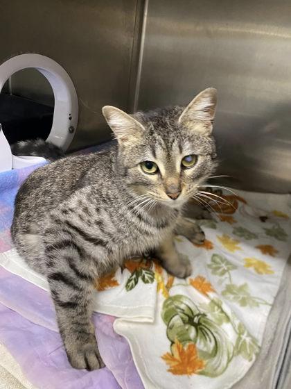 Enlarge Catherine, a Adoptable mixed breed in Hobart, IN image 3/3