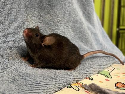 Tuesday, Adoptable, Young Male Mouse.