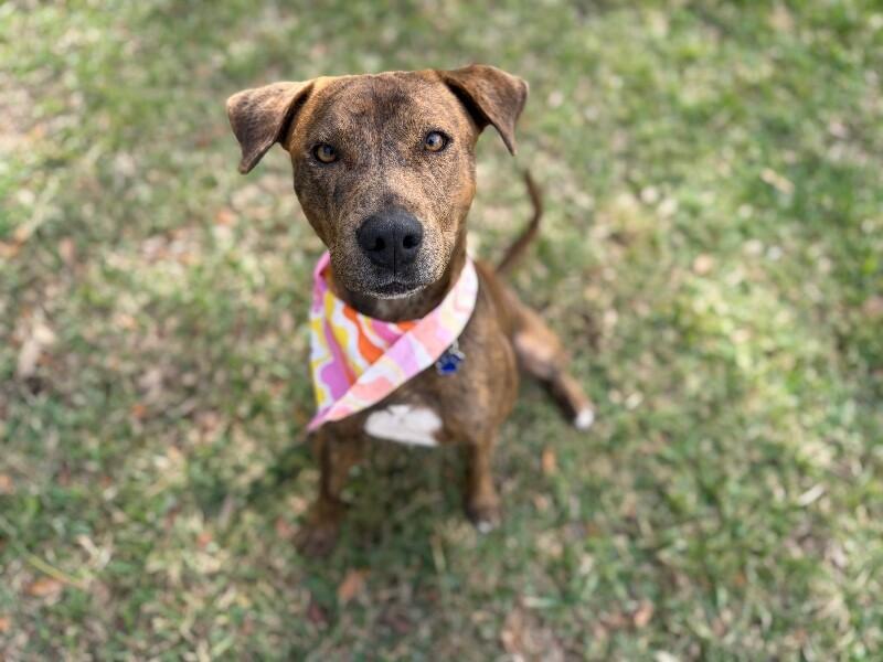 Kermit The Dog — thumbnail 2