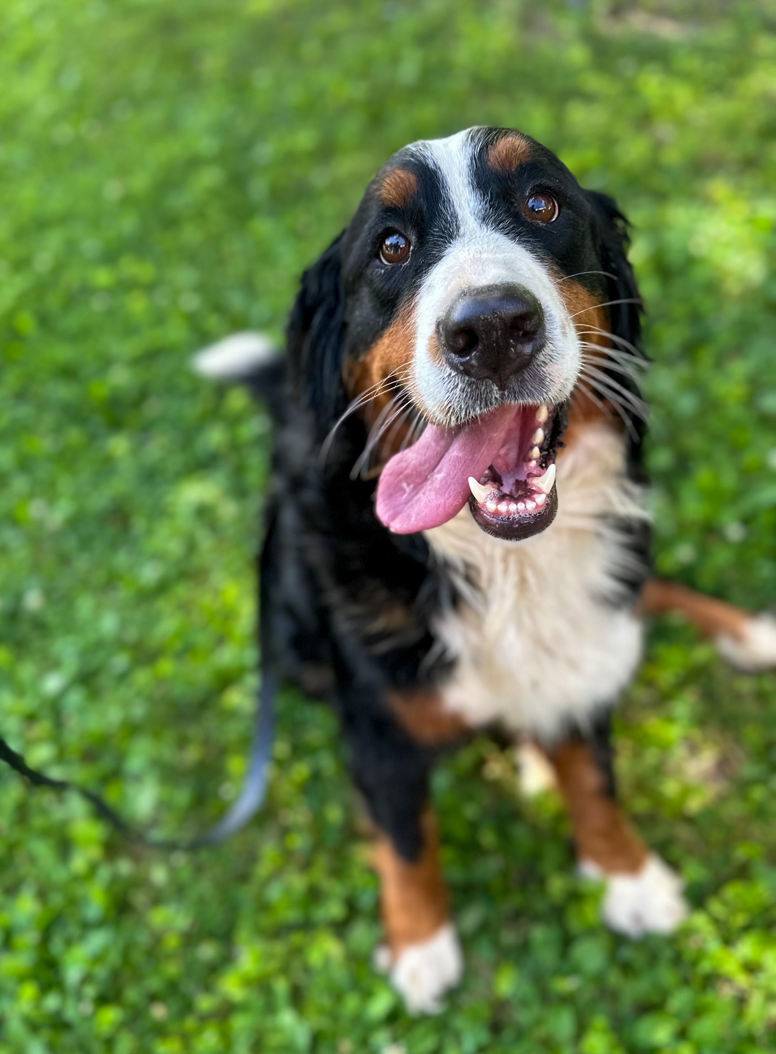 Enlarge Meadow, a Adoptable Bernese Mountain Dog in Indianapolis, IN image 3/3