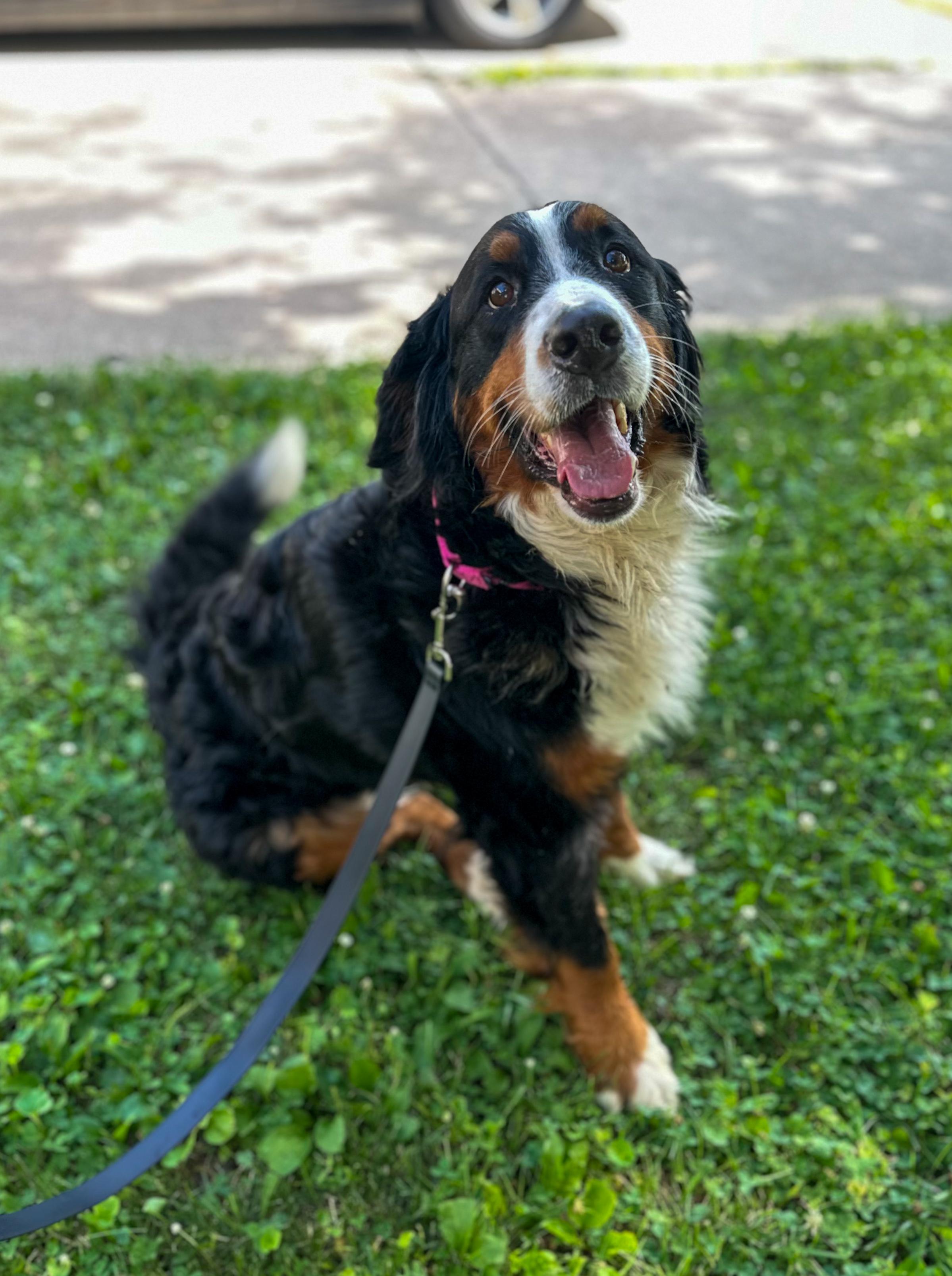 Enlarge Meadow, a Adoptable Bernese Mountain Dog in Indianapolis, IN image 1/3