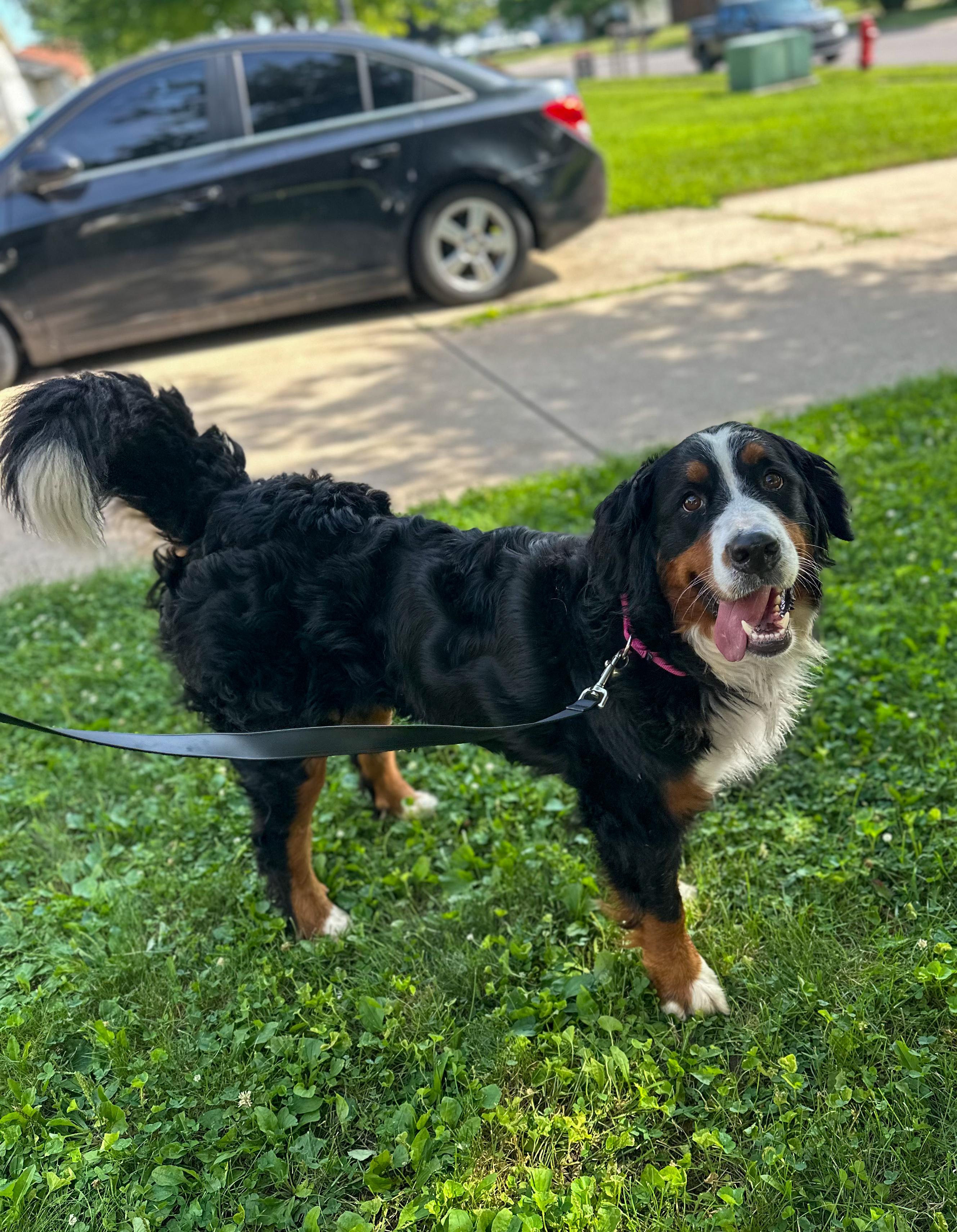 Enlarge Meadow, a Adoptable Bernese Mountain Dog in Indianapolis, IN image 2/3