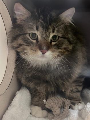 Quiche, a ADOPTABLE Domestic Short Hair in Steamboat Springs, CO image 2/2