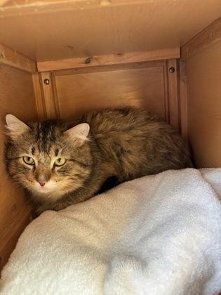 Quiche, a ADOPTABLE Domestic Short Hair in Steamboat Springs, CO image 1/2
