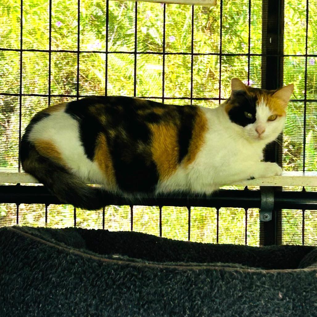 Newbie T3, a Adoptable Domestic Short Hair in Pahoa, HI image 1/4