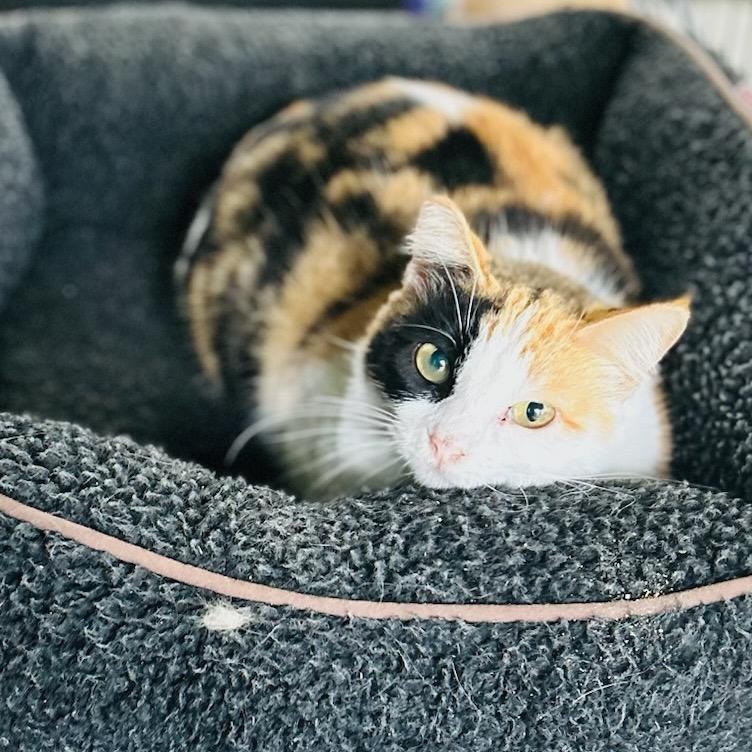 Newbie T3, a Adoptable Domestic Short Hair in Pahoa, HI image 2/4