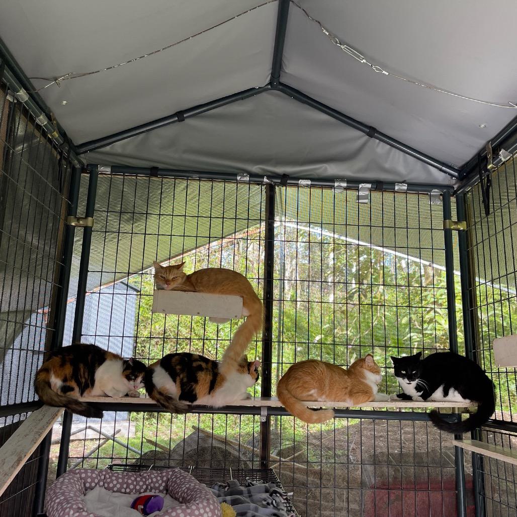 Newbie T3, a Adoptable Domestic Short Hair in Pahoa, HI image 3/4