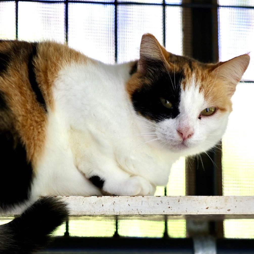 Newbie T3, a Adoptable Domestic Short Hair in Pahoa, HI image 4/4