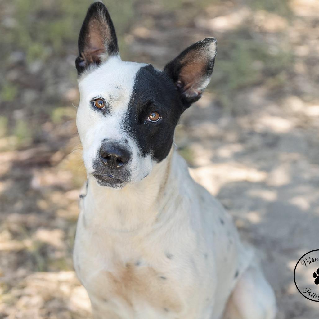 Grape, Adoptable, Adult Male Australian Cattle Dog / Blue Heeler & Terrier.