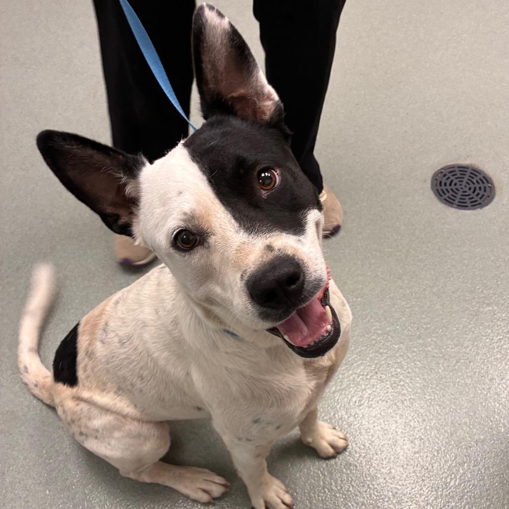 Enlarge Grape, a Adoptable mixed breed in Abilene, TX image 2/4