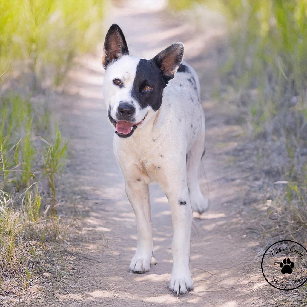 Enlarge Grape, a Adoptable mixed breed in Abilene, TX image 3/4