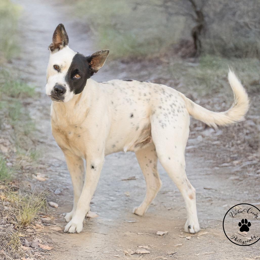 Enlarge Grape, a Adoptable mixed breed in Abilene, TX image 4/4