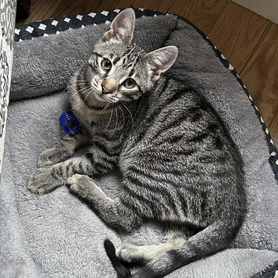 Enlarge Leo, a Adoptable Domestic Short Hair in Acushnet, MA image 1/1