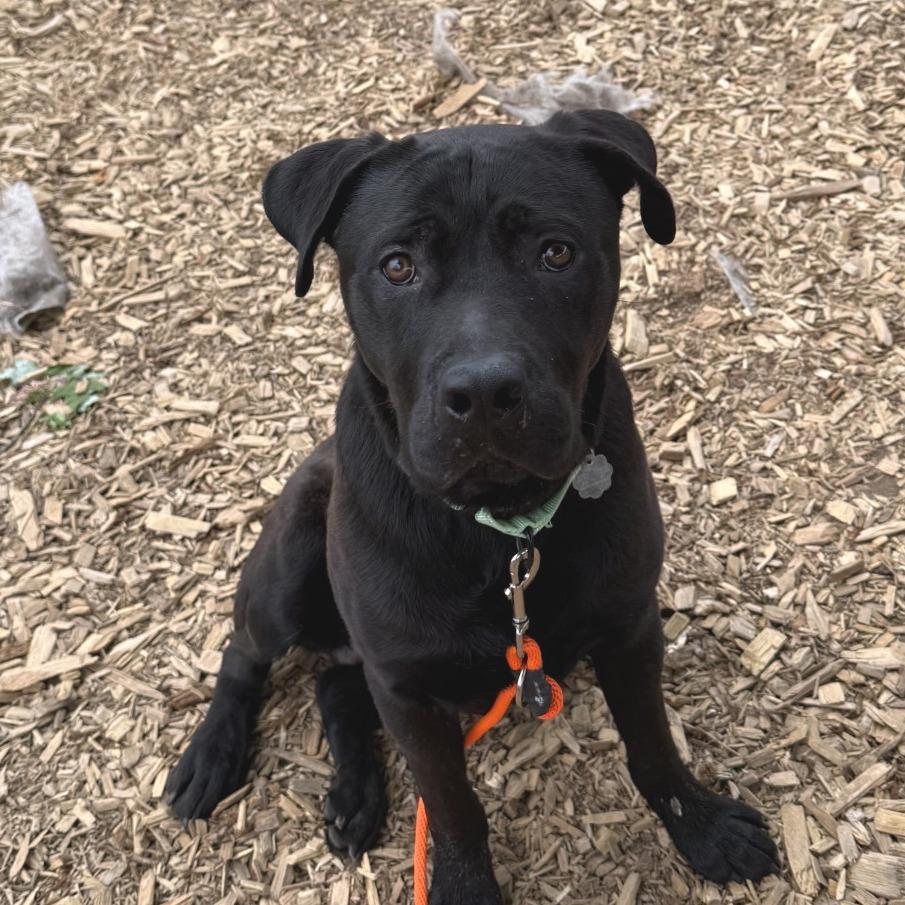 Enlarge Max, a Adoptable Mixed Breed in Tacoma, WA image 1/2