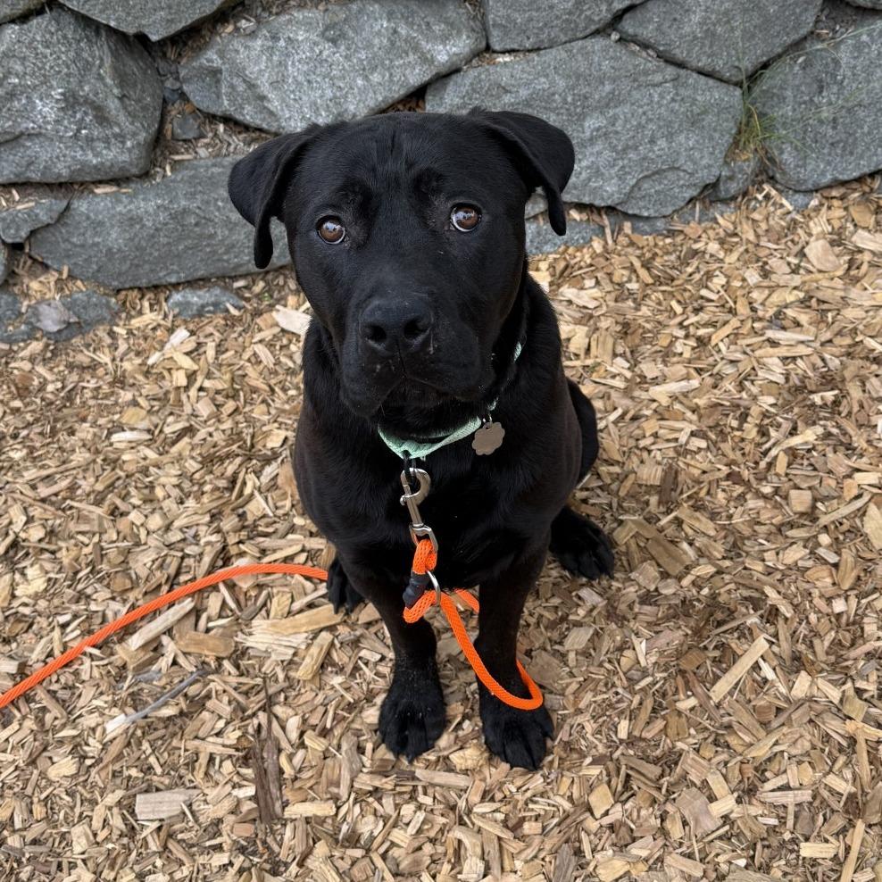 Enlarge Max, a Adoptable Mixed Breed in Tacoma, WA image 2/2