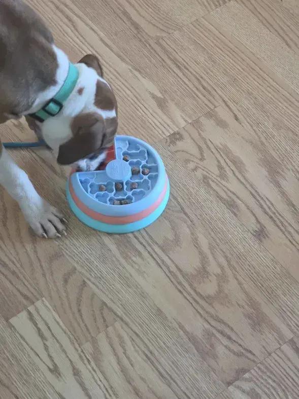 Paisley, Adoptable, Puppy Female Mixed Breed.