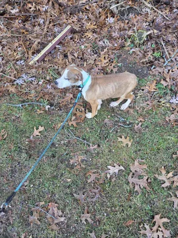 Enlarge Paisley, a Adoptable mixed breed in Grand Rapids, MI image 2/6