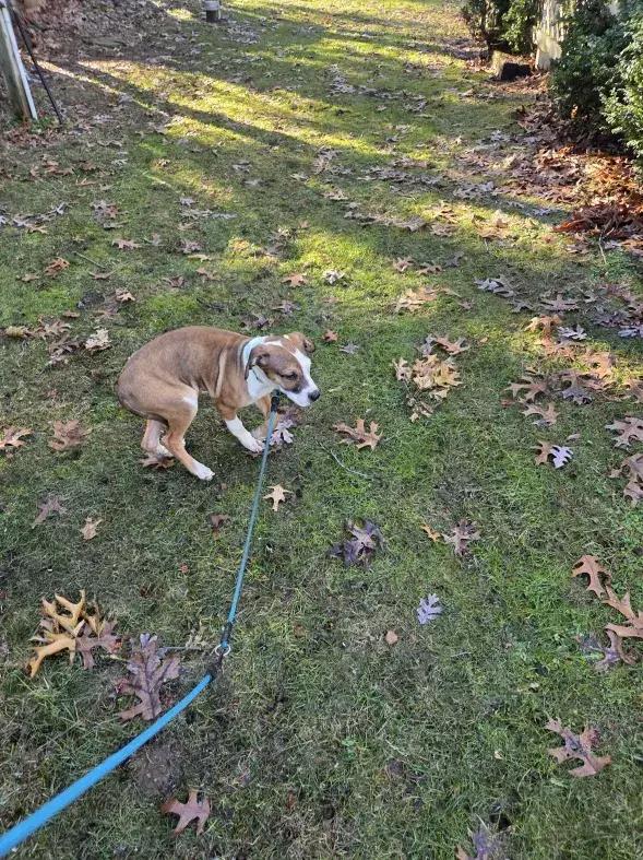 Enlarge Paisley, a Adoptable mixed breed in Grand Rapids, MI image 4/6
