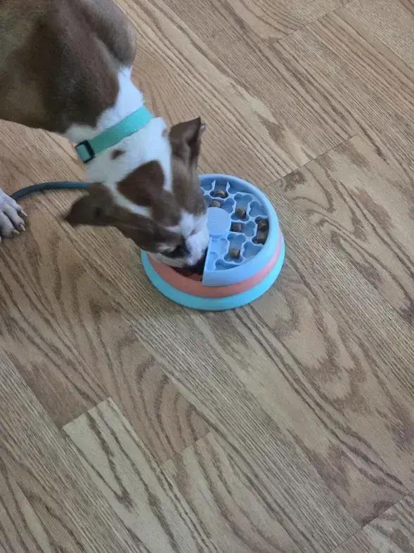 Enlarge Paisley, a Adoptable mixed breed in Grand Rapids, MI image 5/6