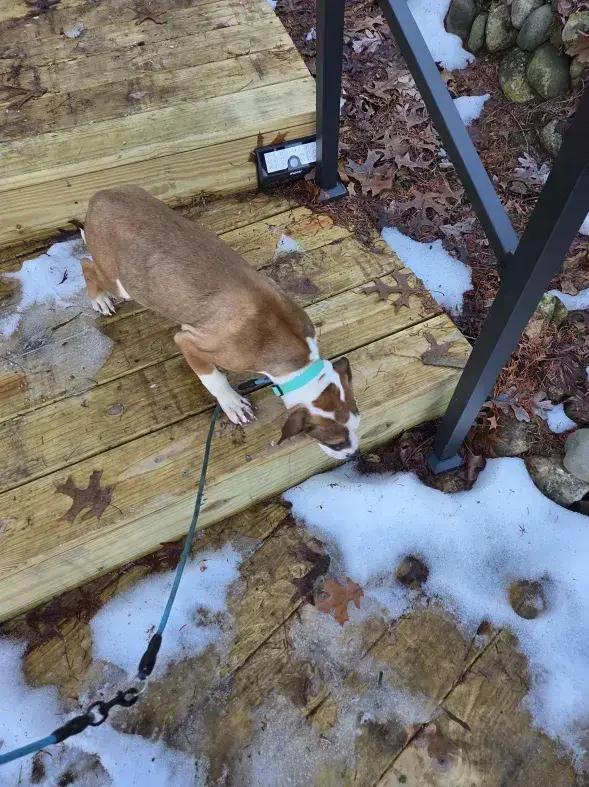 Enlarge Paisley, a Adoptable mixed breed in Grand Rapids, MI image 6/6