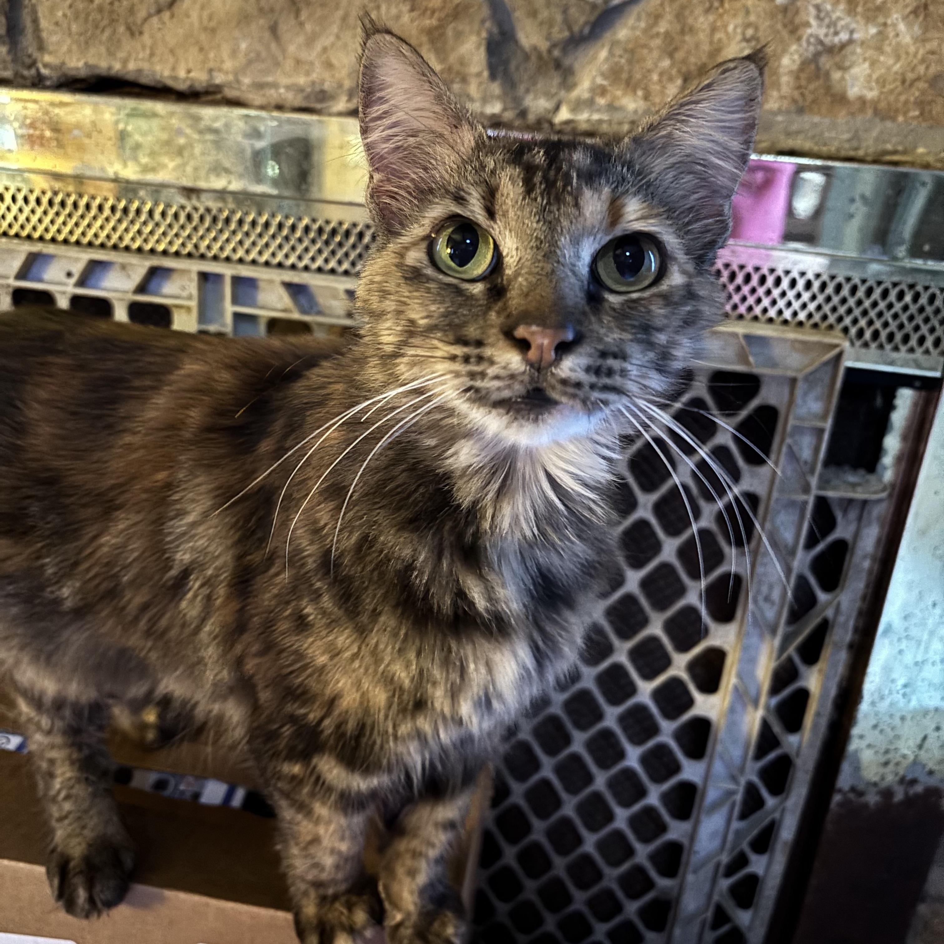 Enlarge Sheba, a Adoptable Domestic Medium Hair in Whitney, TX image 1/1